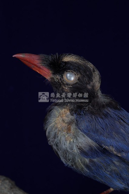臺灣藍鵲藏品圖，第2張