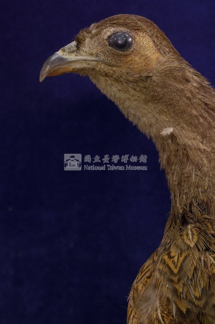 藍腹鷴藏品圖，第2張