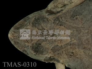 日本樹蛙藏品圖，第2張