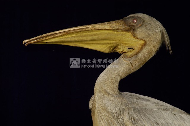 Dalmatian Pelican Collection Image, Figure 2, Total 11 Figures