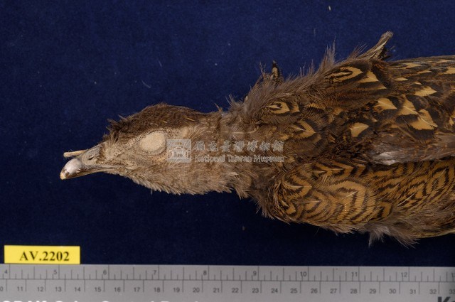 藍腹鷴藏品圖，第2張