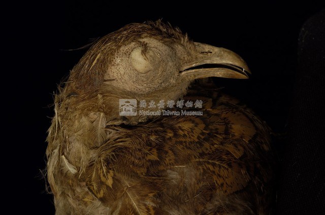 藍腹鷴藏品圖，第2張
