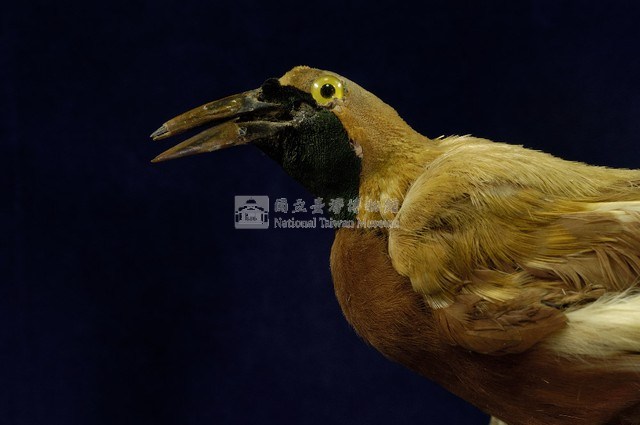 Lesser bird-of-paradise Collection Image, Figure 2, Total 9 Figures
