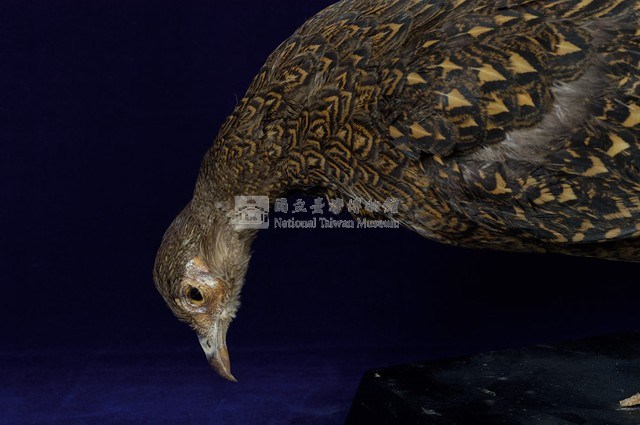 藍腹鷴藏品圖，第2張