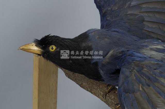 臺灣藍鵲藏品圖，第2張