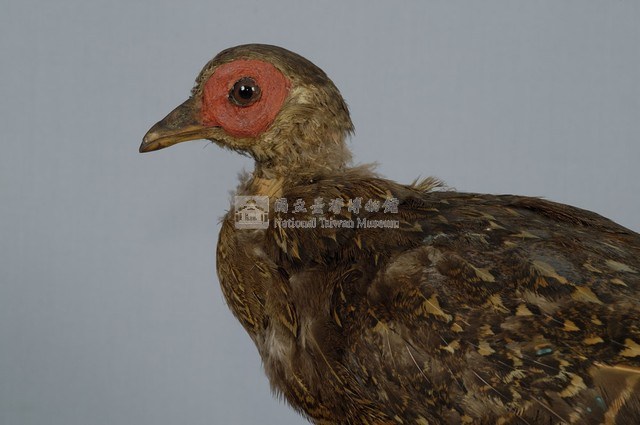 藍腹鷴藏品圖，第2張