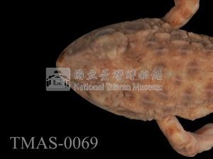 Japanese wrinkled frog Collection Image, Figure 2, Total 13 Figures