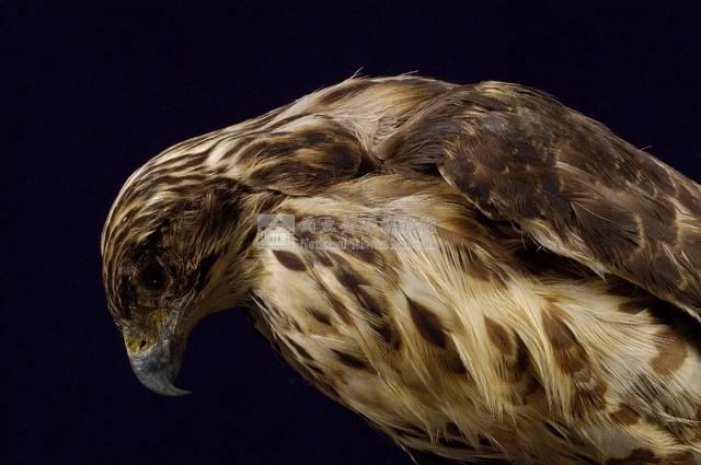 鳳頭蒼鷹藏品圖，第2張