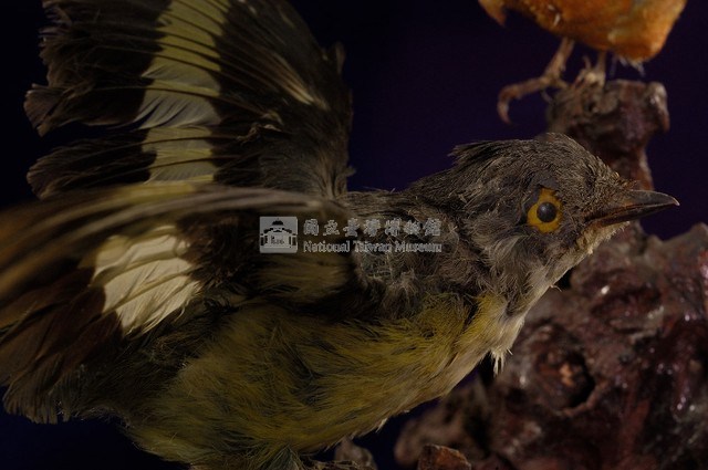 灰喉山椒鳥藏品圖，第2張