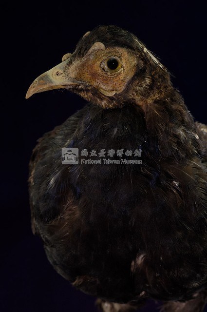 藍腹鷴藏品圖，第2張