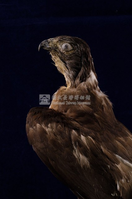 鳳頭蒼鷹藏品圖，第2張