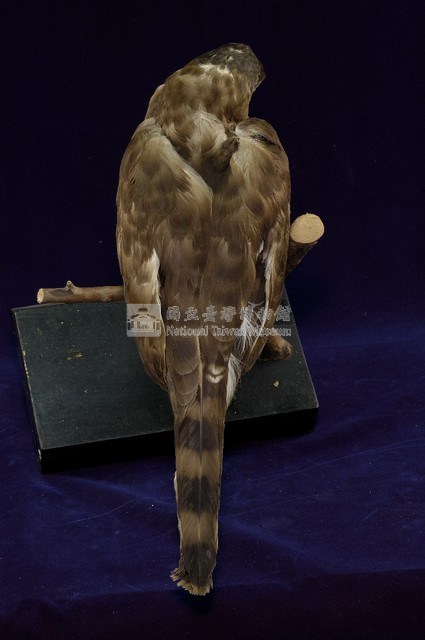 鳳頭蒼鷹藏品圖，第6張