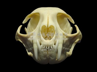 石虎頭骨藏品圖，第6張