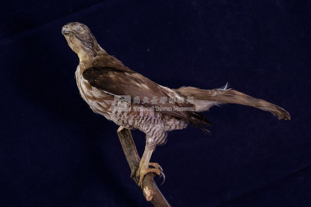 鳳頭蒼鷹藏品圖，第6張