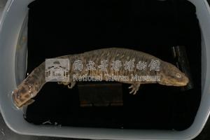 歐非肋突螈藏品圖，第9張