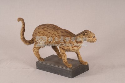 石虎藏品圖，第6張