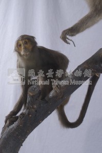 臺灣獼猴藏品圖，第6張