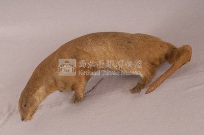 水獺藏品圖，第7張