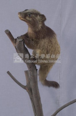 Foemosan Gem-faced Civet Collection Image, Figure 6, Total 12 Figures