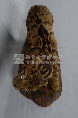 臺灣雲豹藏品圖，第7張
