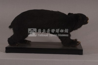 臺灣黑熊藏品圖，第6張