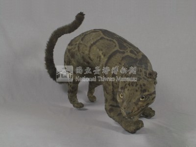 臺灣雲豹藏品圖，第7張