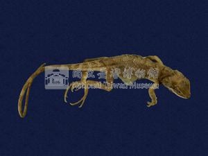 Swinhoe’s tree lizard Collection Image, Figure 7, Total 11 Figures