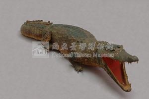 眼鏡凱門鱷藏品圖，第7張