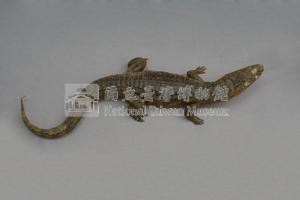 眼鏡凱門鱷藏品圖，第8張