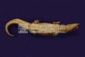 Spectacled caiman Collection Image, Figure 7, Total 12 Figures