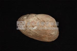 紅鬍魁蛤藏品圖，第1張