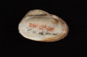 紅鬍魁蛤藏品圖，第2張