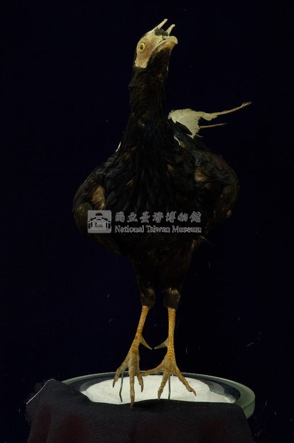 藍腹鷴藏品圖，第5張