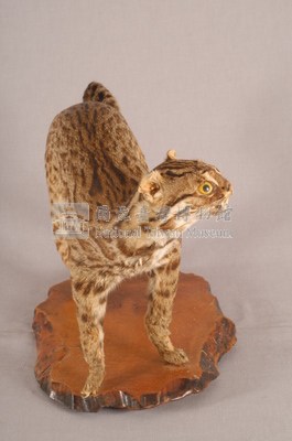 石虎藏品圖，第5張