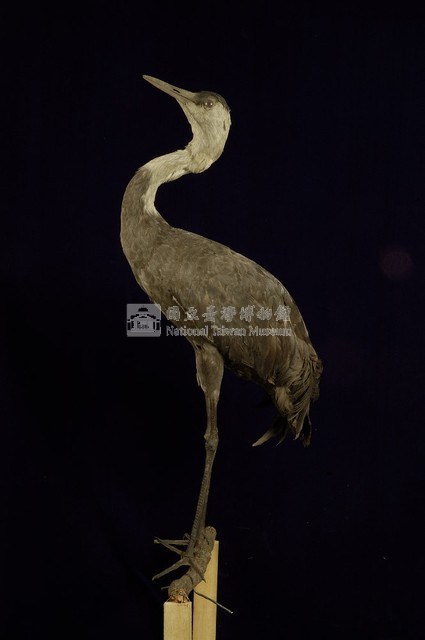 白頭鶴藏品圖，第5張