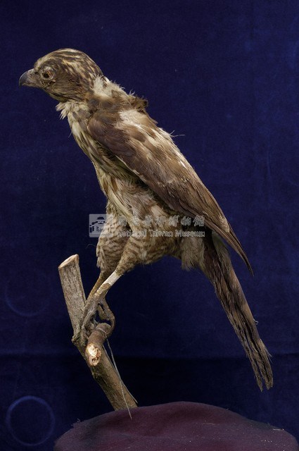 鳳頭蒼鷹藏品圖，第4張
