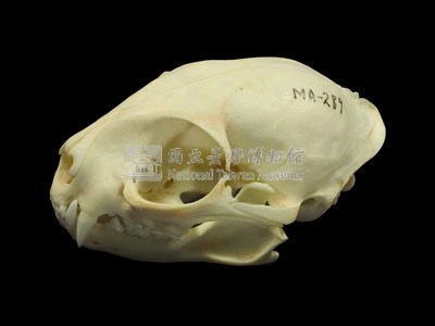 石虎頭骨藏品圖，第4張