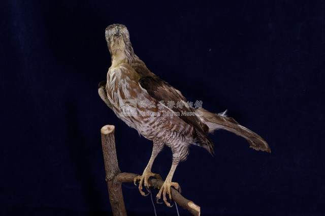 鳳頭蒼鷹藏品圖，第4張