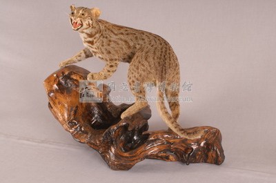 石虎藏品圖，第4張
