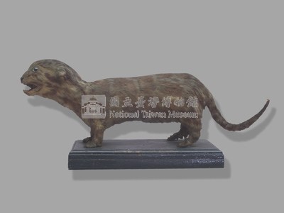 臺灣雲豹藏品圖，第4張