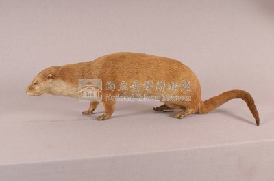 水獺藏品圖，第4張