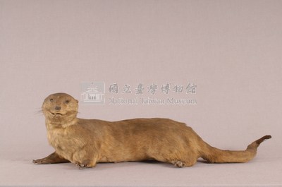 水獺藏品圖，第5張