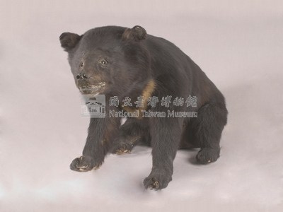 臺灣黑熊藏品圖，第6張