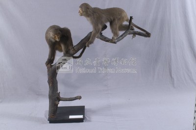 臺灣獼猴藏品圖，第4張