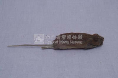 Formosan Field Mouse Collection Image, Figure 4, Total 18 Figures