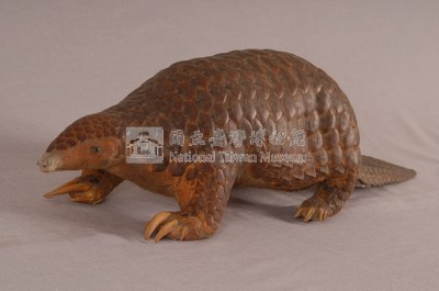 臺灣鯪鯉藏品圖，第4張