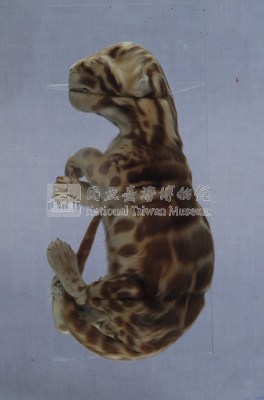 臺灣雲豹藏品圖，第4張