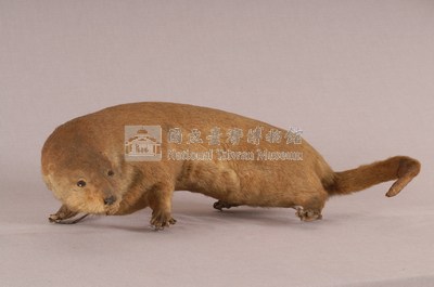 水獺藏品圖，第5張