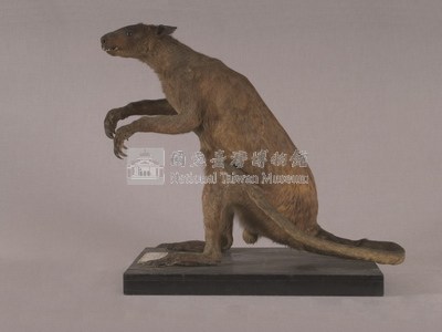 灰袋鼠藏品圖，第4張