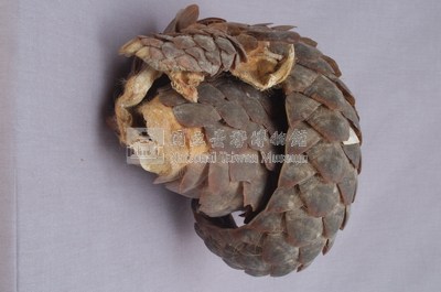臺灣鯪鯉藏品圖，第4張
